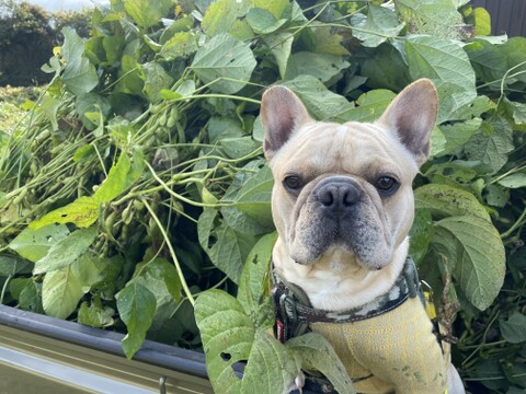 丹波篠山「黒大豆枝豆」 ぷりぷり❣️晩秋最後の黒枝豆