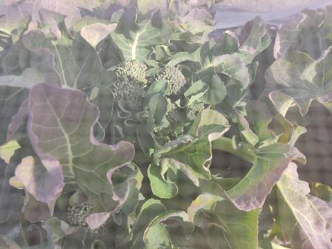 ✨農薬・化成肥料不使用✨芽キャベツ約200g＋キャベツ1玉＋スティックセニョール約400g🌱冬のあったか食卓セット😊