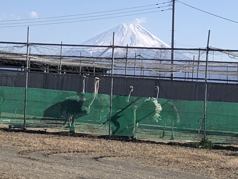 ほぐし飯の素　オーストリッチごはん（2合用）
