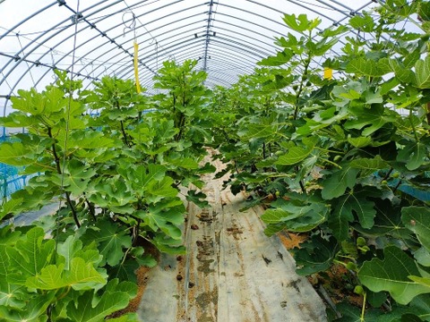 【樹上完熟いちじく！食べ比べ】 バナーネ・桝井ドーフィン１２個（農薬不使用）