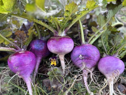 【自然栽培】会津伝統野菜含む5~8品目旬のお野菜セットMサイズ