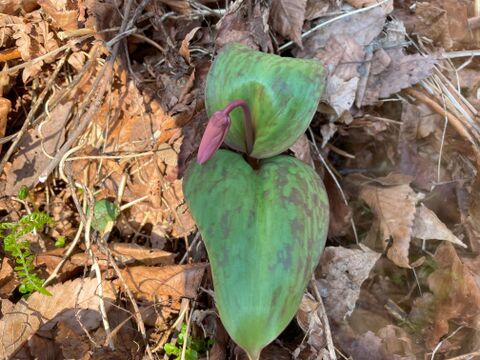 希少な山菜！春の女神 カタクリ ２００ｇ