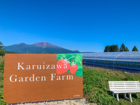 【軽井沢高原・夏秋いちご・化学農薬を限界まで抑えたこだわりの当園独自農法】★数量限定・お買い得商品★ご自宅・プロ用★夏が旬の夏秋いちご複数品種食べ比べ（無選別３００ｇ）