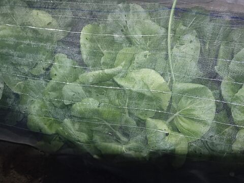 ✨旨味凝縮！少し大きめのパワフル小松菜！炒め物に最適（虫食い跡あり）農薬・化成肥料不使用✨