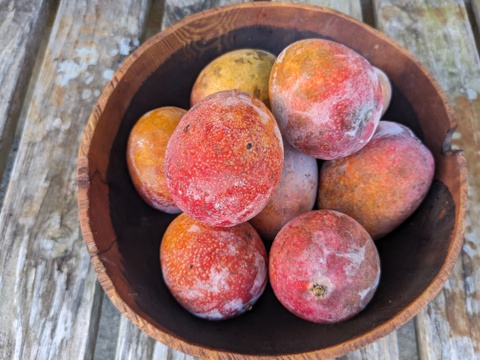 完熟！冷凍ミニマンゴー1㎏