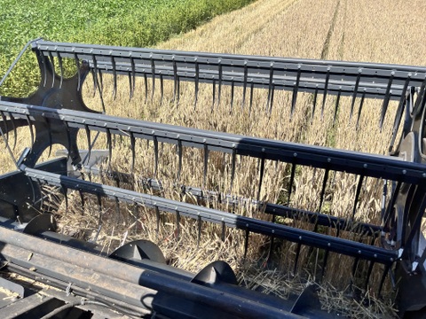 きたほなみ900g　オーガニック（有機）玄小麦2025年産　※小麦粉じゃありません