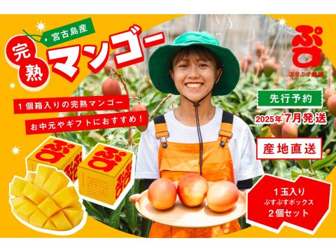 夏ギフト】宮古島産完熟マンゴー1玉入り×2個セット：沖縄県産の