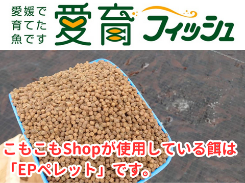 【愛育フィッシュ】朝どれ鮮魚『こもぶち産養殖ウマヅラハギ2尾入り』神経締め付