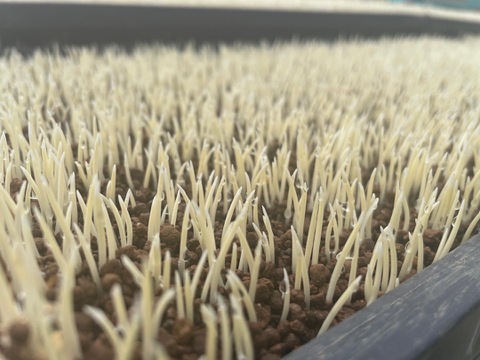 有機たっぷり！妙高産コシヒカリ特上特別米（5㎏）