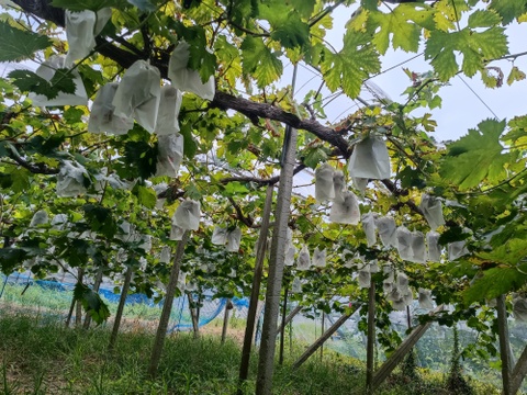 岡山県産、翠峰(すいほう)1kg粒(500g×2パック)