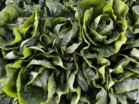 結球タイプの「カステルフランコ・ルシア」（2個入り）