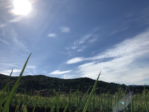 【農薬・化学肥料不使用栽培】農園おまかせ　旬の野菜セット（クール便80サイズ）