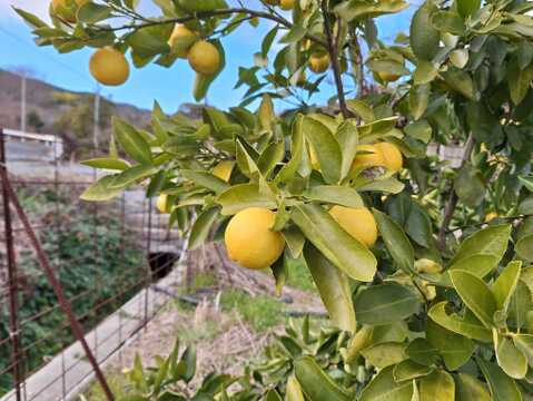 タヒチライム（完熟）１㎏【農薬化学肥料不使用】【あわせ買い可】【熨斗(のし)対応可】
