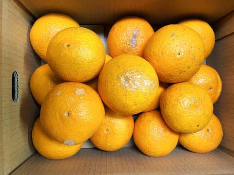 【家庭用】香りが良く、甘くてジューシーな清見オレンジ　（箱込み5キロ）