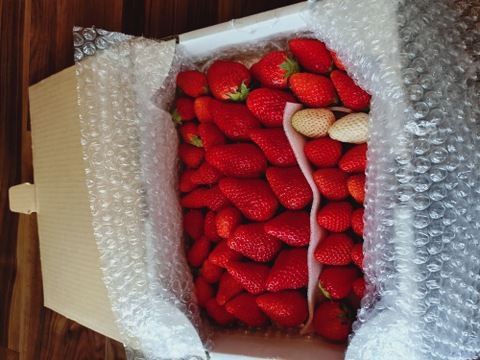 セット割引中★
トクトク🍓いちごの宝石箱１箱＋ばら詰めいちご１箱(計２箱)
朝摘み完熟❤️酵素栽培のこだわりいちご
【いちご食べ比べ】