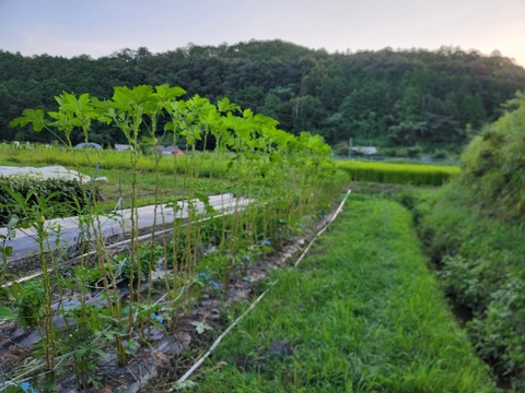 オクラ好き必見！しっかり歯応えと味わいの極太オクラ約１キロ
