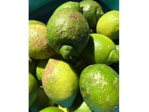 訳あり◆農薬不使用◆広島レモン　1kg