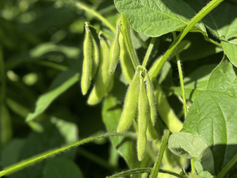 【限定30セット】旬をまるかじり！群馬 夏野菜のとれたて便（食べチョク公式）