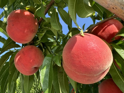 桃の概念が変わる硬さ【おどろき】2kg 数量限定