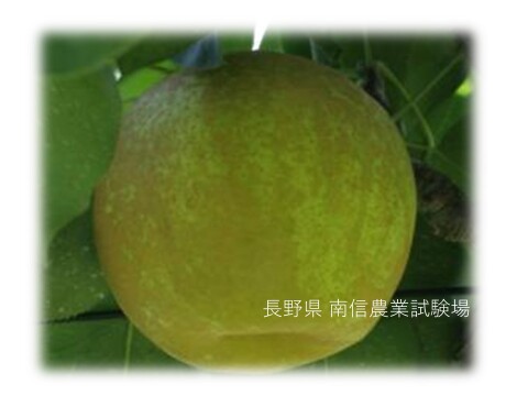 希少！！先行予約！長野県産「オリジナル品種」【南月】なんげつ 青梨。10~13玉。