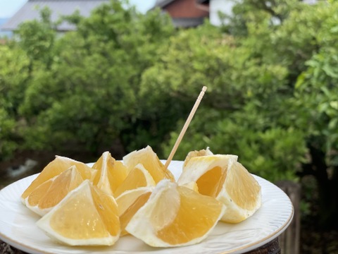 ニューサマーオレンジ家庭用4kg