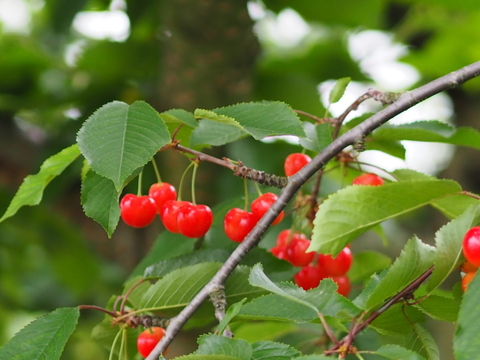 1kg★名和果樹園の訳あり家庭用佐藤錦【クール便】山形県東根市産さくらんぼ★産地直送お取り寄せ通販★予約商品
