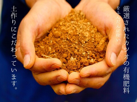 特別な木から採れた富有柿、あまぁ～い! 　約1.8kg (6~8玉前後)