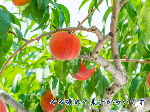 川中島白鳳４～６玉 ギフトボックス【2025年先行予約】【信州長野県川中島産】7月下旬より発送開始