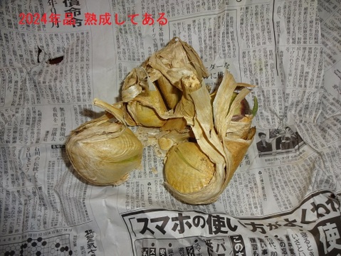 【今が旬】大きさと味に感動！安心安全の農法で育てたジャンボにんにく【一房】