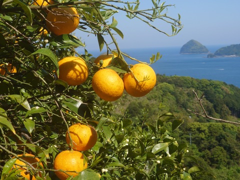 自然栽培！甘夏100%ストレートジュース
1㍑×3本