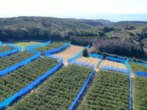 【ギフト用7kg】濃厚でジューシー！潮風を浴びた南国高知県育ちの土佐文旦　柑橘みかん　オレンジ