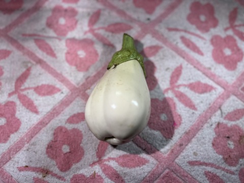 【訳あり】白ナス　6本