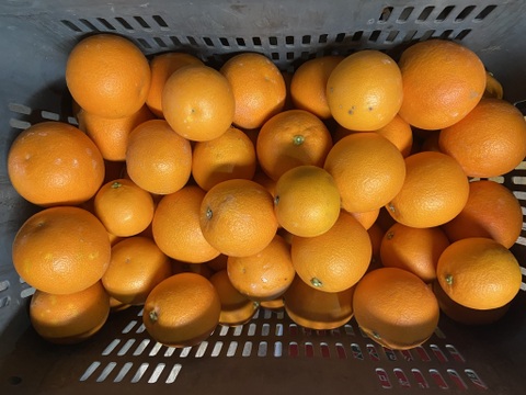 【木取り】ブラッドオレンジ（タロッコ）（３ｋｇ）甘く爽やかな酸味で味わい深い！サンプル糖度１１～１２．４度
