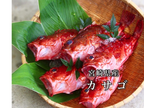 【送料分お値引中】料理の幅が広がる白身魚「カサゴ」（1kg)