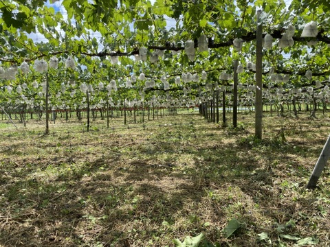 皮ごと、甘い！シャインマスカット『福島ブドウ』２kg（３〜５房）【贈答用】