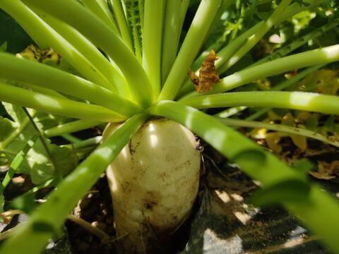 ✨朝採れ葉付き！旬の時なし大根 約2kg｜みずみずしい春の恵み｜葉まで楽しめる｜農薬・化成肥料不使用✨