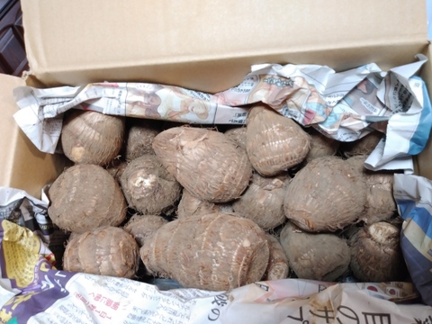 ⚠️数量限定⚠️『黒いダイヤ』高級料亭で出される里芋の味をご家庭で！生産量トップクラスの所沢から送る絶品里芋！※芽なしという訳ありですが、農家のみぞ知る絶品です。5kg（約30〜40個入り）