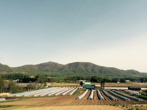 (PS)[有機JASパープルアスパラガス]ご家庭用特別価格Sサイズ(北海道)(春芽)