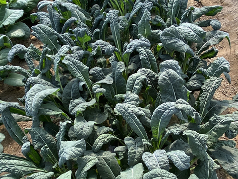 【今だけお得に販売！】葉が柔らかく食べやすいケール カーボロネロ1kg＆【お得！サイズバラバラ】芽キャベツ（1kg）規格外野菜 静岡県磐田市産