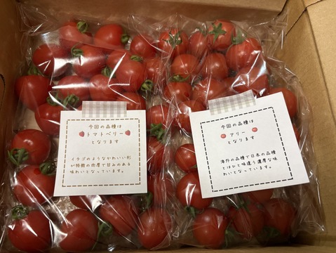 【食べ比べ 】食卓に笑顔を　ハートの様な形のトマトベリー＆ミニトマトのセット 1kg【千葉県旭市産】【トマト食べ比べ】