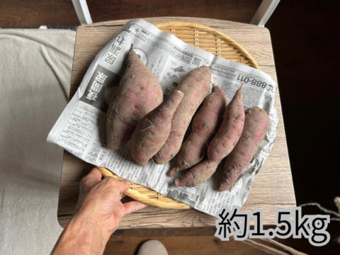 奥出雲産自然栽培なると金時(1.5kg)