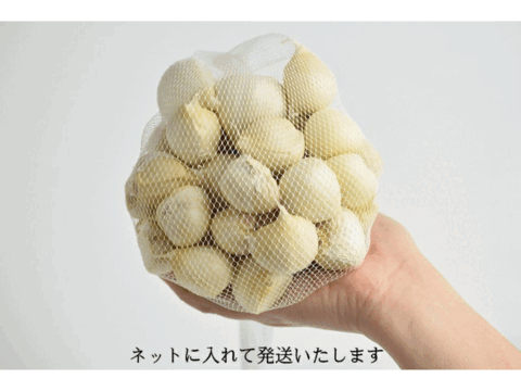 栄養満点！風味抜群！青森県産「津軽にんにく」 バラ 皮剥げも有り 500g