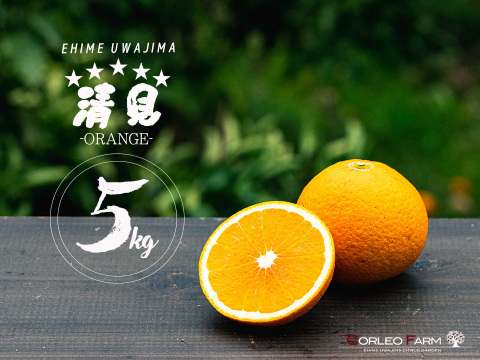 芳醇な香りと果汁あふれる 【清見オレンジ】Aセレクション5kg