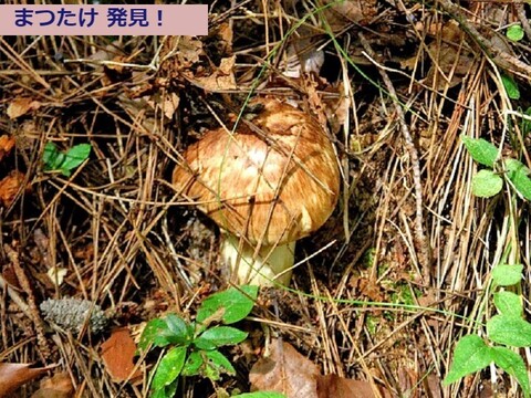 【国産天然松茸】150ｇ前後(140~170g) 山形産 秋はきのこ、きのこはまつたけ