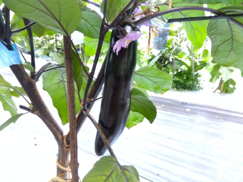 だだんだんさん専用のサイト
訳ありキュウリ　1,5ｋｇ(800円）Ⅹ２セット
紅白ごうしゅ芋各500g(1000円）
ふわトロ長ナス1Kg(1000円）
リクエスト商品です(箱代ちょっと割引済）