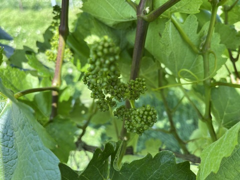 ワイン用ぶどうで作ったジュース２本セット　ヤマソーヴィニヨン(赤) 720ml✖️2本