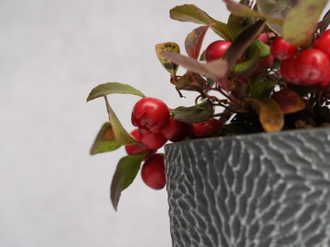 ミニ盆栽【チェッカーベリー × 黒花模様陶器】高さ約17cm×横約15cm【朝市限定】