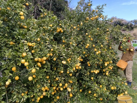 まぼろしの柑橘   『レモネード』　2kg   数量限定