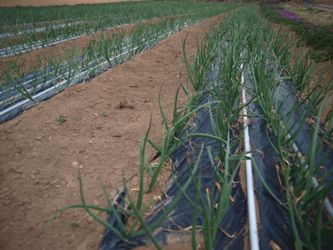 シャキシャキ！甘くて食べやすいたまねぎ バラサイズ(１０㎏)