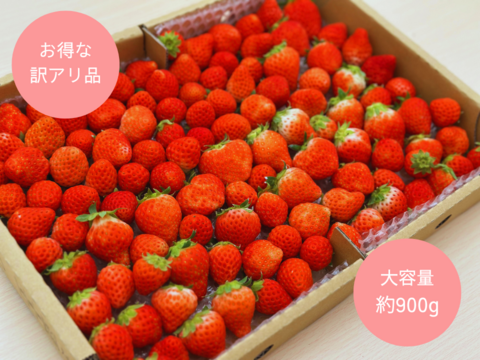 【お買い得】たっぷり食べたい夏イチゴ【訳アリ品】
